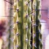 Corryocactus_aticensis